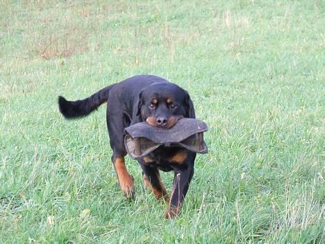 Rottweiler Brotus R.I.P billede 3