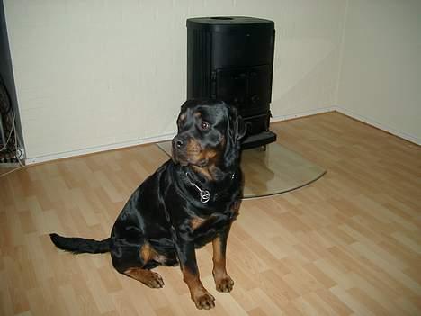 Rottweiler Brotus R.I.P billede 4