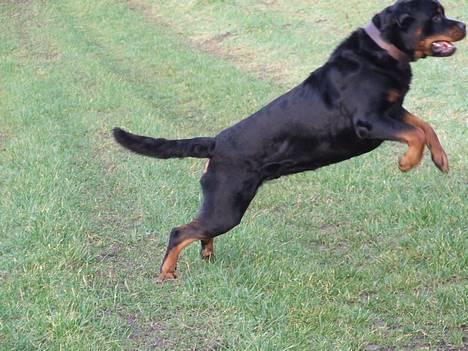 Rottweiler Brotus R.I.P billede 5