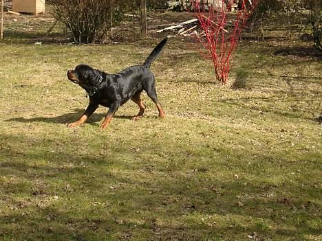 Rottweiler Brotus R.I.P billede 6