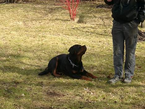Rottweiler Brotus R.I.P billede 7