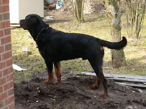 Rottweiler Brotus R.I.P billede 8