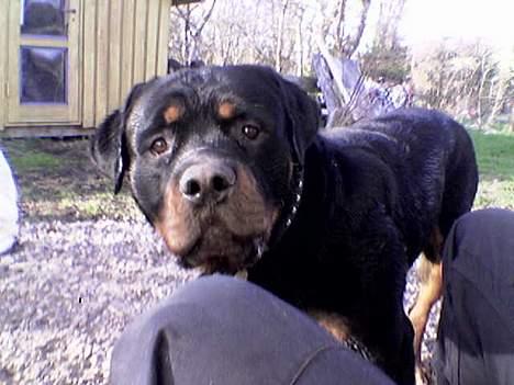 Rottweiler Brotus R.I.P billede 9