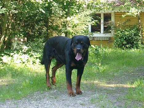 Rottweiler Brotus R.I.P billede 10