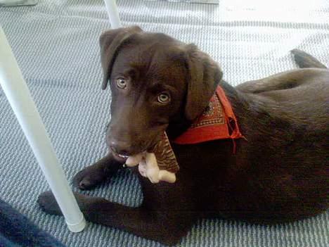 Labrador retriever Zenta - mig på camping, og jeg elsker det billede 12