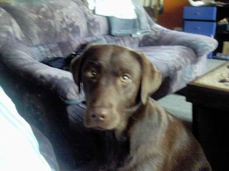 Labrador retriever Zenta - sagde du billeder så er jeg klar billede 13