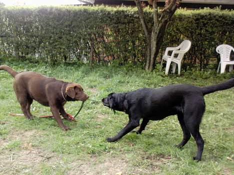 Labrador retriever Zenta - det er altså mit tov....  billede 14