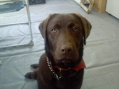 Labrador retriever Zenta billede 15