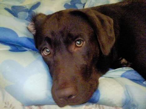 Labrador retriever Zenta - efter min første dag på jagt nøj hvor var jeg træt billede 16