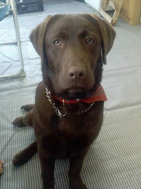 Labrador retriever Zenta billede 17