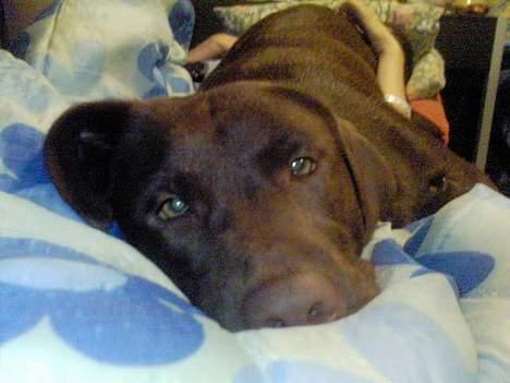 Labrador retriever Zenta - Stadig træt lad mig nu sove altså.. gg billede 18