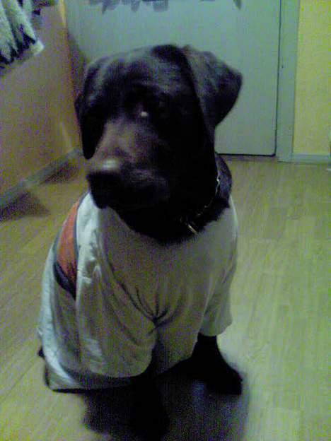 Labrador retriever Zenta - så er det fastalavn... yubiiiiiiii billede 19