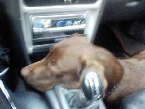 Labrador retriever Zenta - nu når hun ikke gider at klappe mig , kan jeg da ligge mig så hun ikke kan skifte gear.. ss billede 20