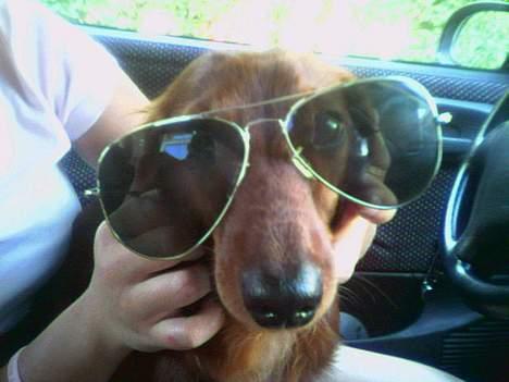 Dværggravhund Oscar - Har Fars trucker briller på;) billede 4