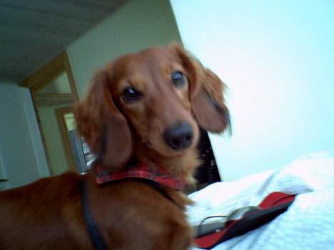 Dværggravhund Oscar - Jeg er os flot med siden til.. billede 5