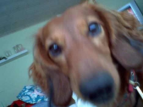 Dværggravhund Oscar - Endnu et nærbilled.. billede 6