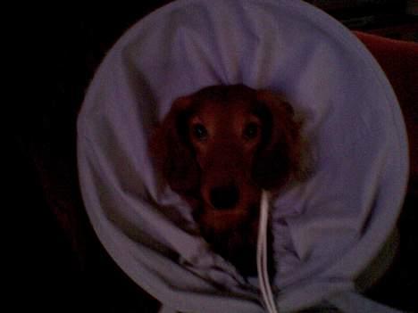 Dværggravhund Oscar - Gemmer sig i Vaketøjskurven.. hehe billede 7