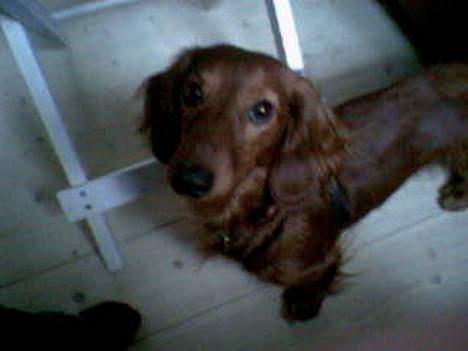 Dværggravhund Oscar - Han er da så KØN.. billede 8