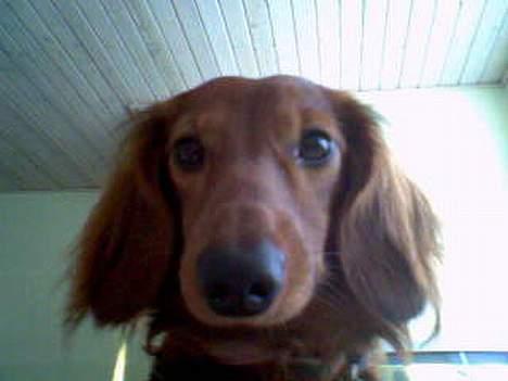 Dværggravhund Oscar - Hehe.. Nær billed.. billede 10