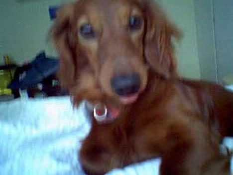 Dværggravhund Oscar - Se hans TUNGE:D hehe billede 11