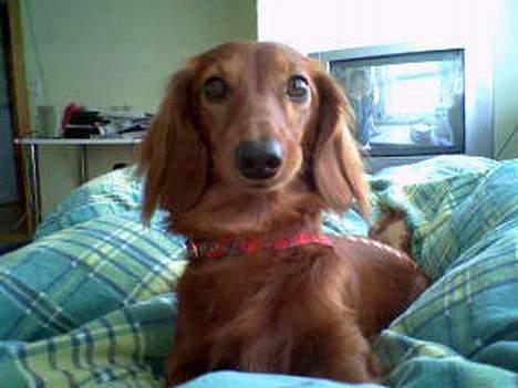 Dværggravhund Oscar - Ligger I Mors seng.. billede 12