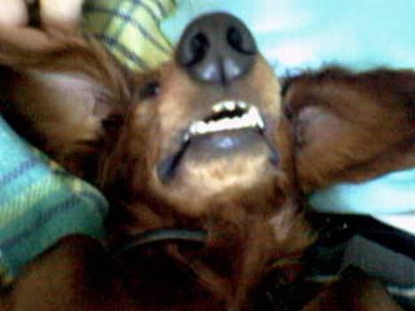 Dværggravhund Oscar - Han er tosset.. billede 13