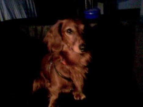 Dværggravhund Oscar - Han er så flot billede 14