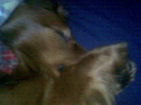 Dværggravhund Oscar - Ligger lige og drømmer.. billede 15