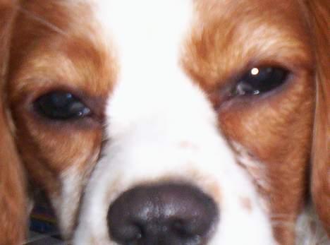 Cavalier king charles spaniel Maggie billede 14