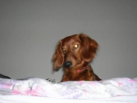 Dværggravhund Oscar - Tænker.... billede 16