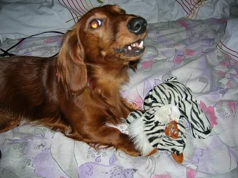 Dværggravhund Oscar - Leger lige... billede 17