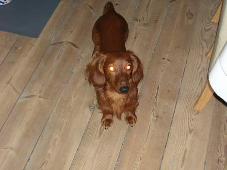 Dværggravhund Oscar - Hjemme ved Mormor.. billede 18