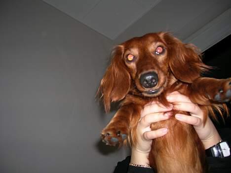 Dværggravhund Oscar - hehe:D billede 19