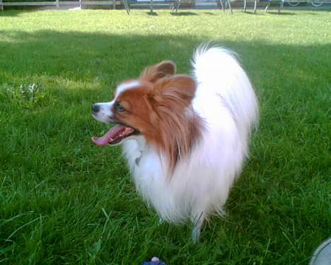 Papillon Gizmo R.I.P. - Gizmo nyder sommeren 2006 i haven billede 12