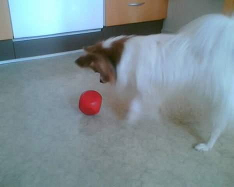 Papillon Gizmo R.I.P. - Jeg ELSKER min foderbold!!! billede 11