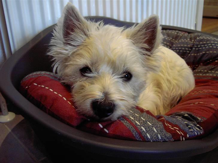 West highland white terrier Daisy - December 2007 billede 1