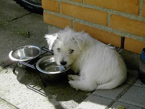 West highland white terrier Daisy - Juni 2006 billede 2