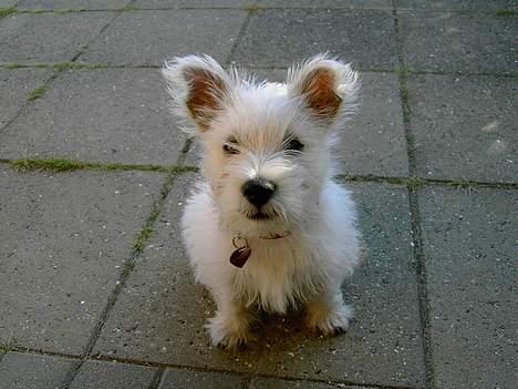 West highland white terrier Daisy - Juni 2006 billede 3