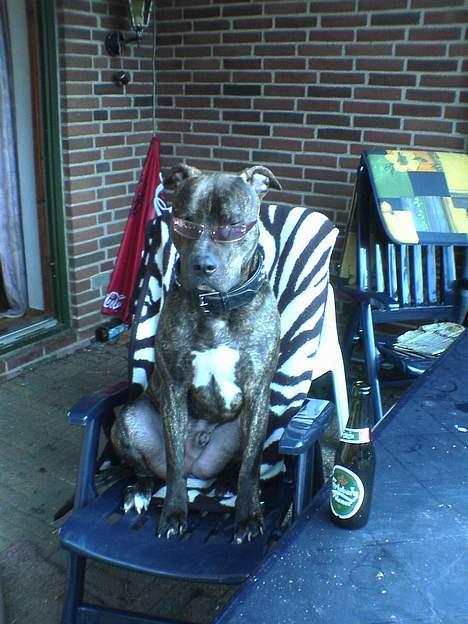 Amerikansk bulldog bambi  - SKÅL!!! Dejligt med en kold øl her i varmen ;-) billede 16