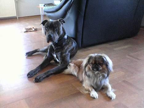 Amerikansk bulldog bambi  - Bambi og "lillebror" Lucky nyder livet :-) billede 18