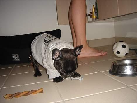 Fransk bulldog FreYa billede 15