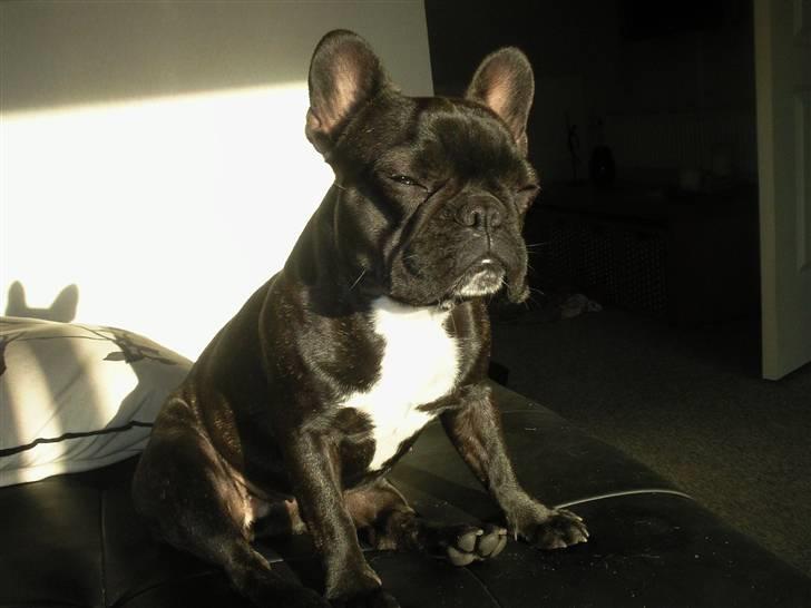 Fransk bulldog FreYa - træt efter en lang tur i skoven.. :) billede 16