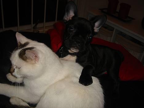 Fransk bulldog FreYa billede 19