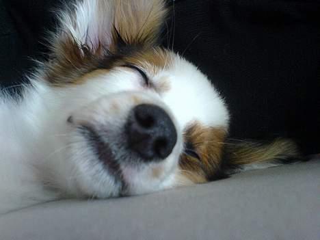 Papillon Chico R.I.P. 2011 - Sover ZzZzZ billede 13