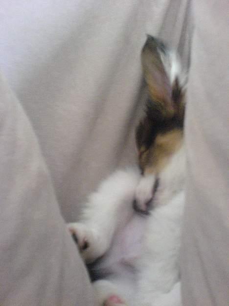 Papillon Chico R.I.P. 2011 - Hehe jeg faldt i søvn bag puderne billede 14