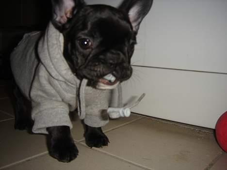 Fransk bulldog FreYa billede 20