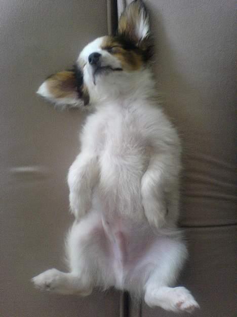 Papillon Chico R.I.P. 2011 - Hehe nu sover jeg vidst igen billede 15