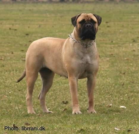 Bullmastiff Brak's MonteCalina/Maddie billede 11