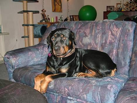 Rottweiler Chili billede 15