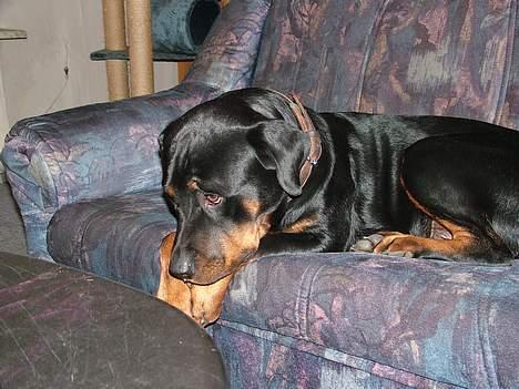 Rottweiler Chili billede 16